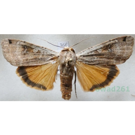 Noctua pronuba (Linnaeus, 1758) Rolnica tasiemka Czech36f